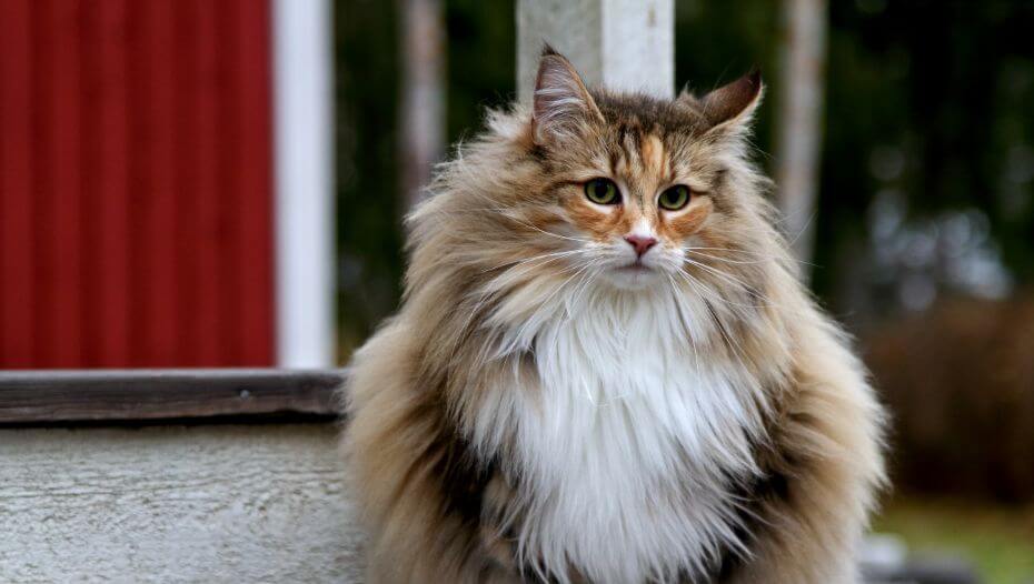 Norwegian forest best sale cat mixed breed